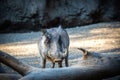 Wild warthog ambling through a desolate landscape composed of arid earth and logs