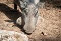 Wild warthog head
