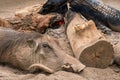 Wild warthog keeping warm next to a campfire. Swaziland Royalty Free Stock Photo