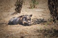 A wild warthog - Masai Mara National Park, Kenya Royalty Free Stock Photo