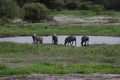 Wild warthog pig dangerous mammal africa savannah Kenya