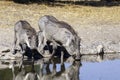 Wild warthog, at watering hole, up close