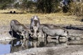 Wild warthog, at watering hole, up close