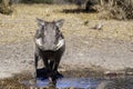 Wild warthog, at watering hole, up close Royalty Free Stock Photo