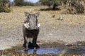 Wild warthog, at watering hole, up close