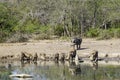 Wild warthog, at watering hole, up close