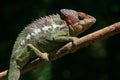 Wild warty chameleon, Madagascar