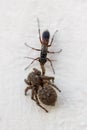 Wild wasp drags the killed spider