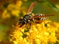 Wild wasp insect on meadow flowers close-up