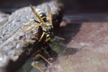 Wild wasp in its natural habitat. A closeup of a wasp drinking water. Hymenoptera insects Royalty Free Stock Photo