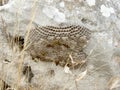 Wild wasps rocky nest in Kimmerikon take2