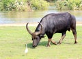Wild Water Buffalo Bubalus arnee of Yala National Park, Sri Lanka