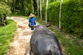 A wild water buffalo is being pulled by a man