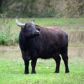 Wild water buffalo Royalty Free Stock Photo