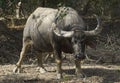 Wild water buffalo Royalty Free Stock Photo