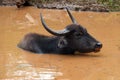 The wild water buffalo, Bubalus arnee, also called Asian buffalo, Asiatic buffalo and arni or arnee Bubalus bubalis lying in