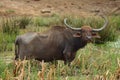 The wild water buffalo Bubalus arnee, also called Asian buffalo, Asiatic buffalo and arni or arnee, sri lanka subspecies