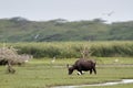 Wild water buffalo in Bundala national park, Sri Lanka