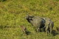 wild water buffalo with calf ,Bubalus arnee migona from srilanka Royalty Free Stock Photo