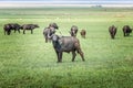 Wild water buffalo in front of a herd of buffalos in the Serengeti, Tanzania Royalty Free Stock Photo