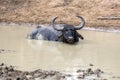 A wild water buffalo soaking in a waterhole at Yala National Park at Tissamaharama in Sri Lanka