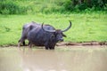 Wild water buffalo in Sri Lanka