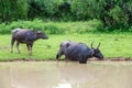 Wild water buffalo in Sri Lanka