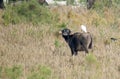 Wild water buffalo Royalty Free Stock Photo