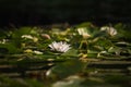 Wild water lily flowers with green leaves on pond Royalty Free Stock Photo
