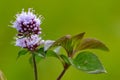 Wild Water Mint Flower, against Natural Green Background Royalty Free Stock Photo