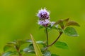 Wild Water Mint Flower, against Natural Green Background Royalty Free Stock Photo