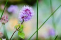Wild water mint Royalty Free Stock Photo