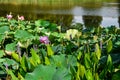 Wild Water Plants and Waterlilies Growing in a Pond Royalty Free Stock Photo