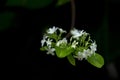 Wild water plum flower Royalty Free Stock Photo