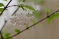 Wild Water Plum, White flowers with water droplets on tree Royalty Free Stock Photo