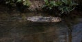 Wild Water vole swimming Royalty Free Stock Photo