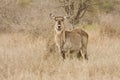 Wild waterbuck (Kobus ellipsiprymnus) , Kruger National park, South Africa