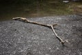 Martental, Germany - 06 02 2022: driftwood