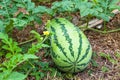 Wild watermelon