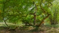 Wild waving oak branches in green