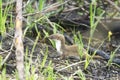 Wild Weasel / Mustela nivalis