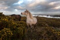 Wild weather Royalty Free Stock Photo