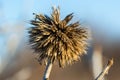 Wild weed with attractive shape light brown colour naturally architected shape