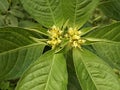 wild weed Euphorbia heterophylla, the leaves are fresh green, with a small fruit in the middle