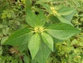 wild weed Euphorbia heterophylla, the leaves are fresh green, with a small fruit in the middle