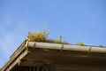 Wild weeds growing in a blocked rain gutter at the roof of a house against a blue sky with copy space