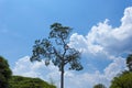 Wild and weird tree on the blue sky background. Royalty Free Stock Photo
