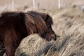 Wild Welsh Ponies Royalty Free Stock Photo
