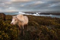 Wild Welsh Ponies Royalty Free Stock Photo