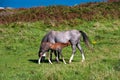 Wild Welsh Ponies Royalty Free Stock Photo